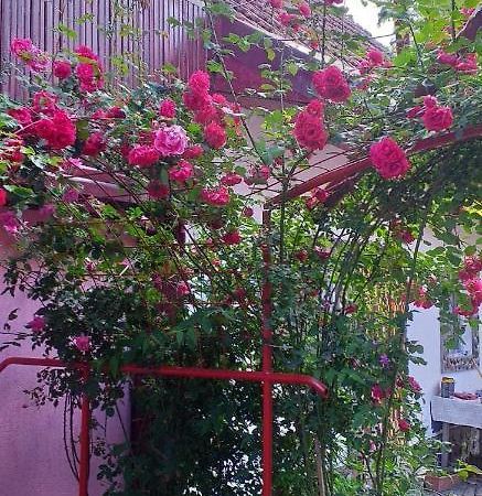Casa Boierului Imbri Villa Cîrţişoara Kültér fotó