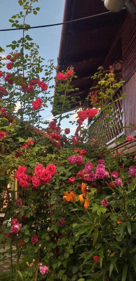 Casa Boierului Imbri Villa Cîrţişoara Kültér fotó