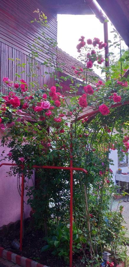Casa Boierului Imbri Villa Cîrţişoara Kültér fotó